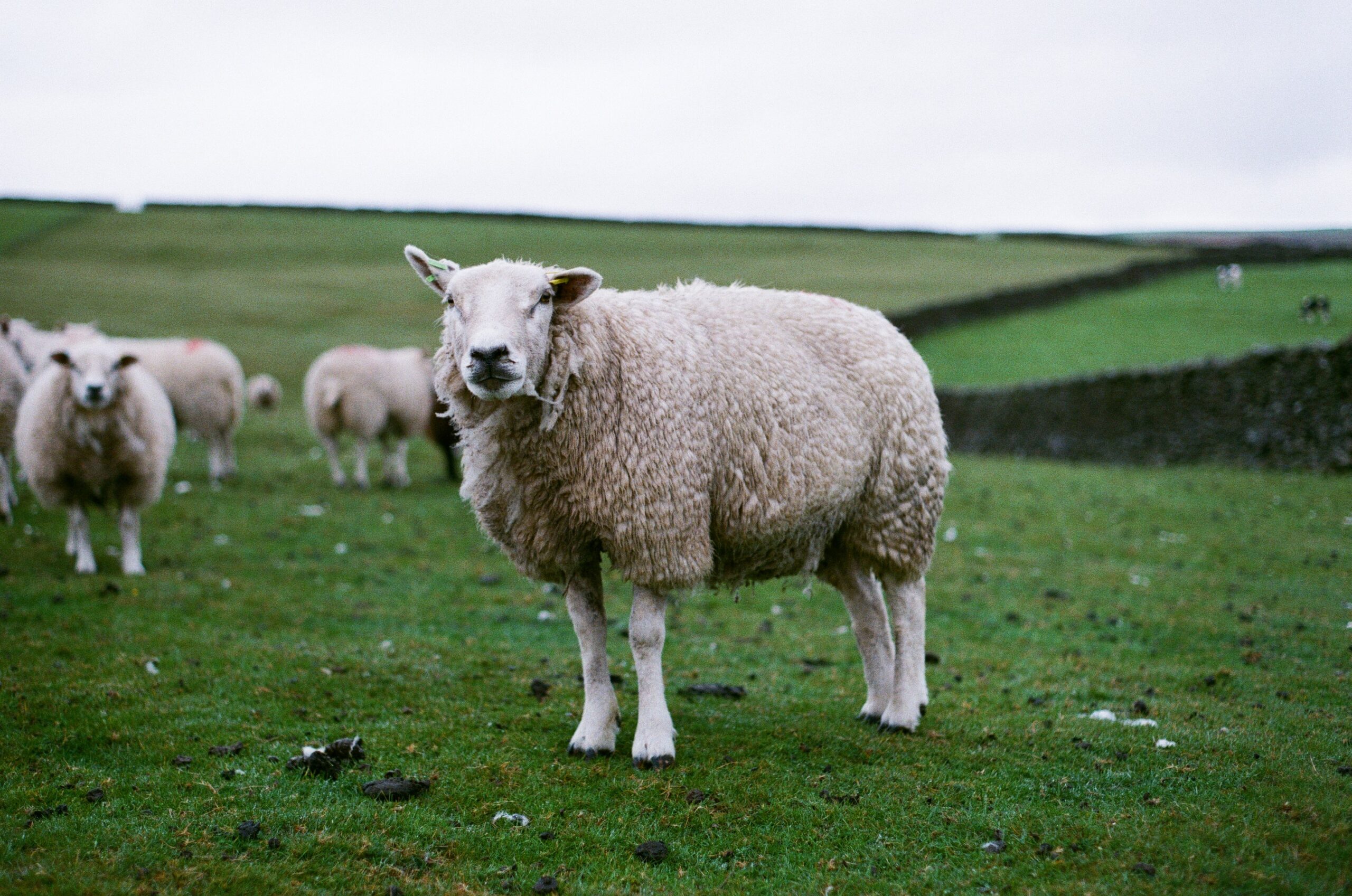 sheep in a grasst field #bettersleep