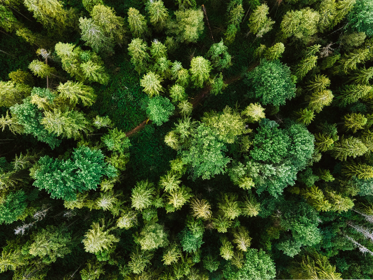 Arial view of varied green forest of Evergreens.