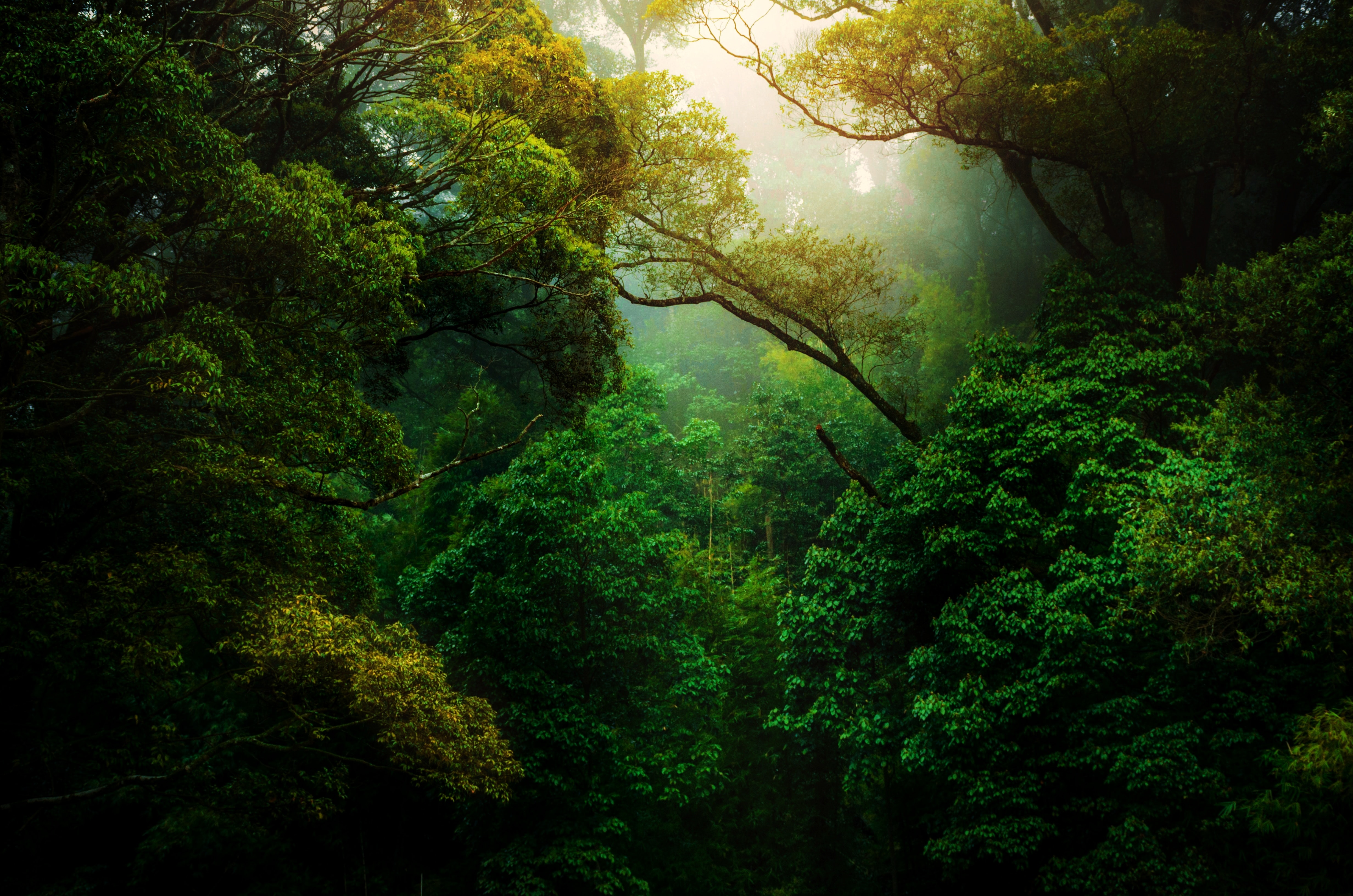 heavy, green forest with light shining from above